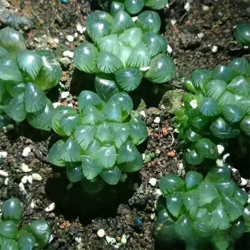 Premium Blue Mirror Jade Succulent Plant in Pot