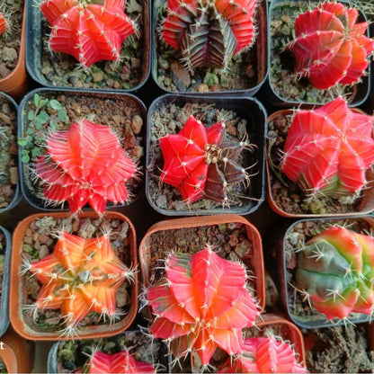 Rib Peony Brocade Succulent Cactus Plant