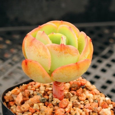 Succulent Potted Plants Set Indoor Decoration