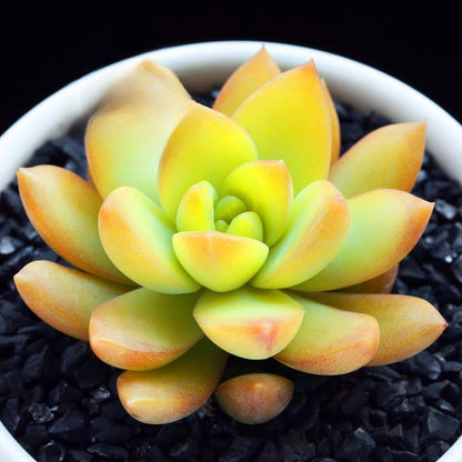 Succulent Plants with Pot and Soil