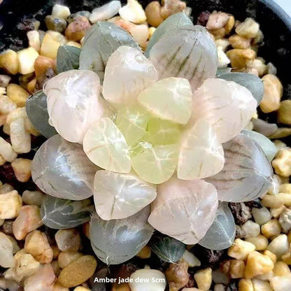 Succulent plants