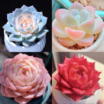 Succulent Plant Potted Combination with Red Dragonfly Design