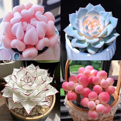 Succulent Plant Potted Combination with Red Dragonfly Design