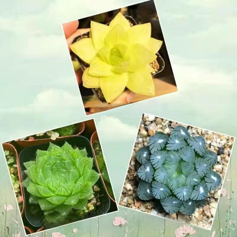 Succulent plants
