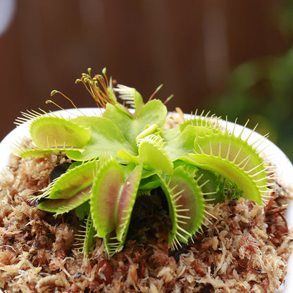 Carnivorous Potted Plants with Self Watering Basin