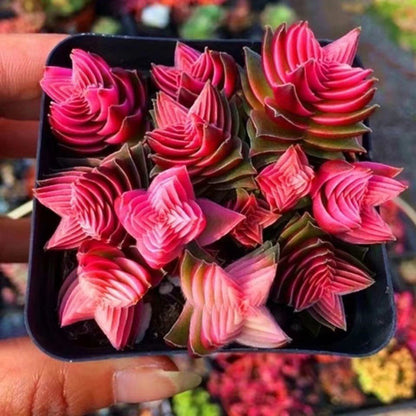 Cluster Succulent Plants in Pot