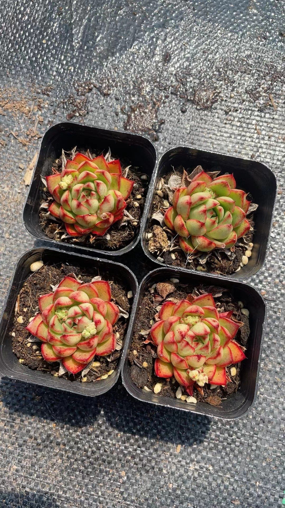 Rainbow Succulent Variety Collection