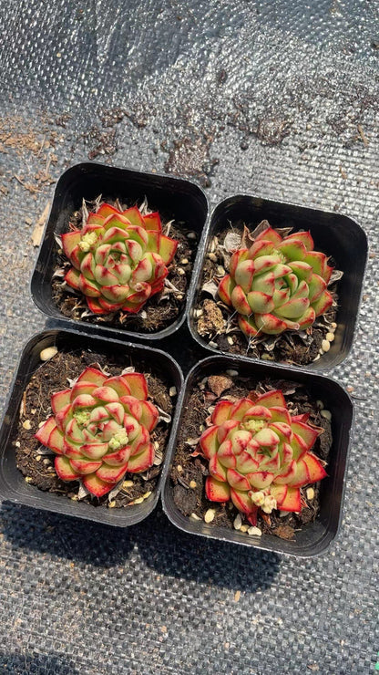 Rainbow Succulent Variety Collection