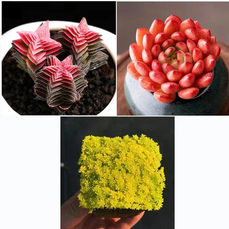 Cluster Succulent Plants in Pot