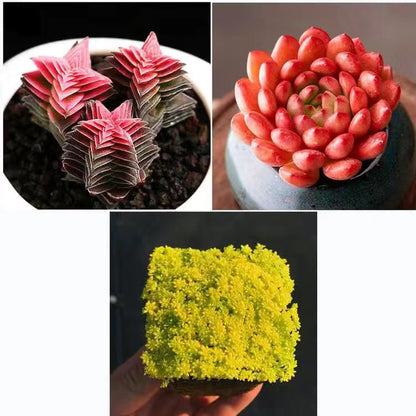 Cluster Succulent Plants in Pot