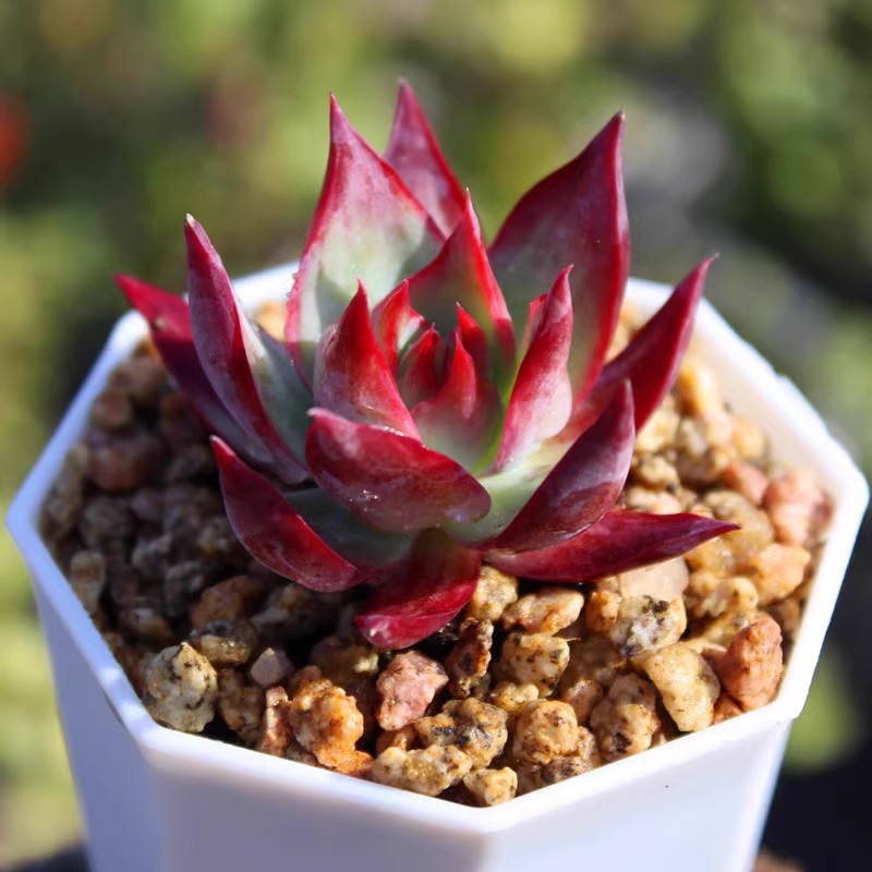 Rare Cylindrical Succulent Cactus