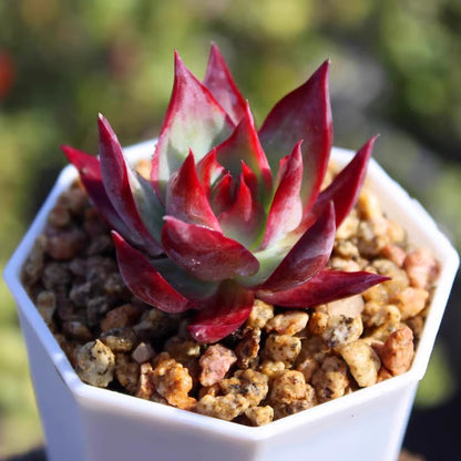 Rare Cylindrical Succulent Cactus