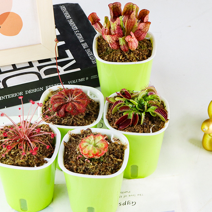 Carnivorous Potted Plants with Self Watering Basin