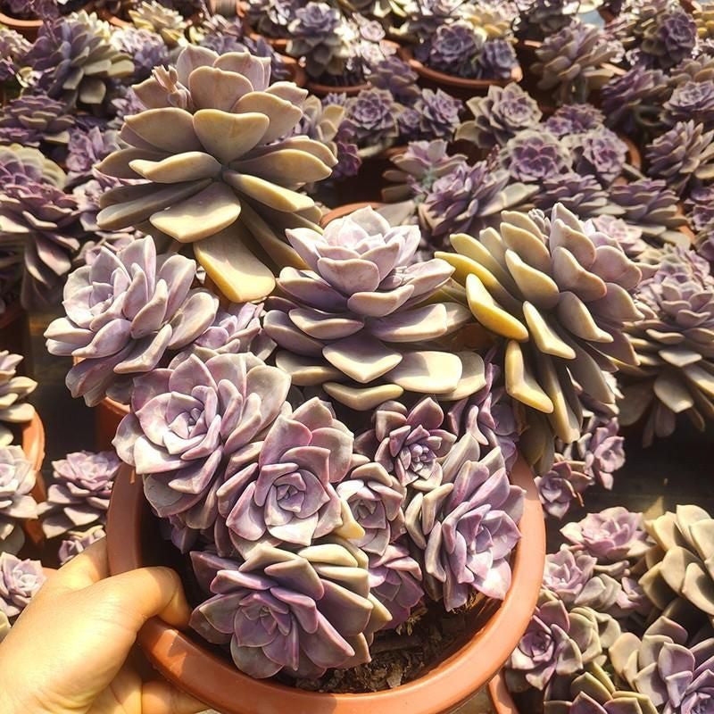 Purple Succulent Cluster Potted Plants for Balcony Decoration
