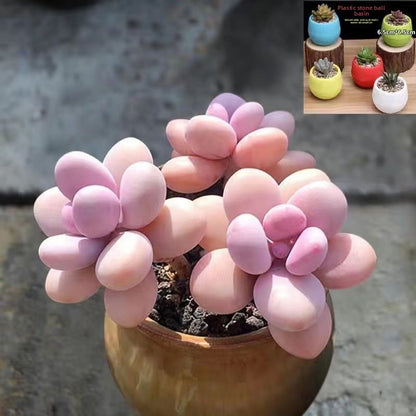 Peach Egg Cluster Succulent