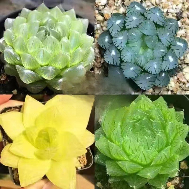 Succulent plants