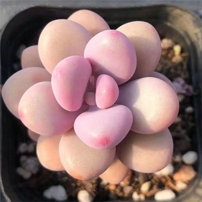 Peach Egg Cluster Succulent