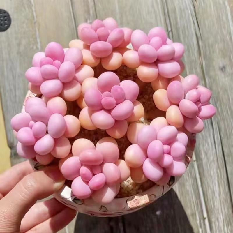 Peach Egg Cluster Succulent