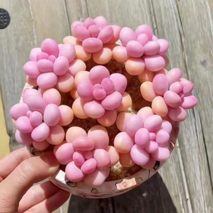 Peach Egg Cluster Succulent