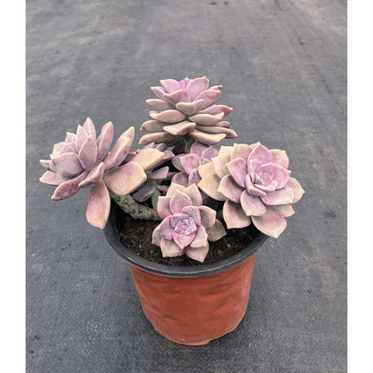 Purple Succulent Cluster Potted Plants for Balcony Decoration