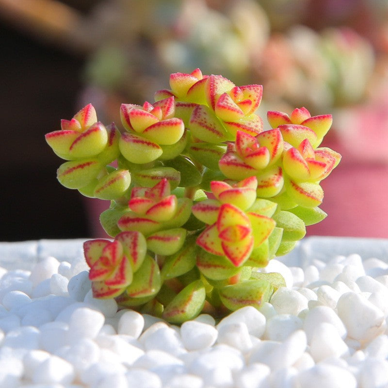Succulent Plants with Pot and Soil
