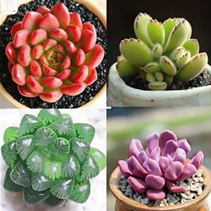 Jade Dew & Money String Succulent Collection