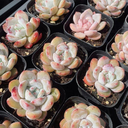 Rainbow Succulent Variety Collection