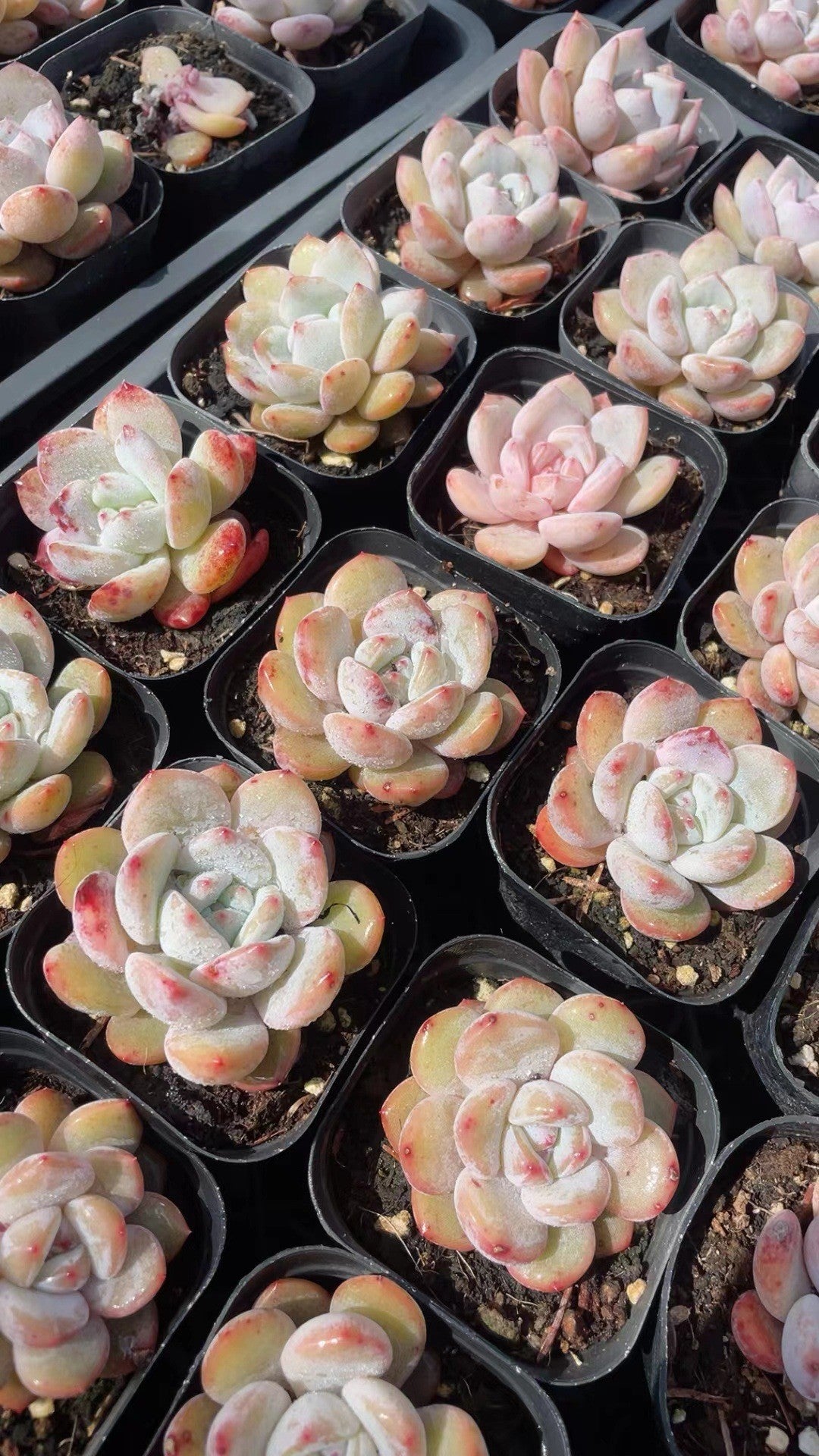 Rainbow Succulent Variety Collection