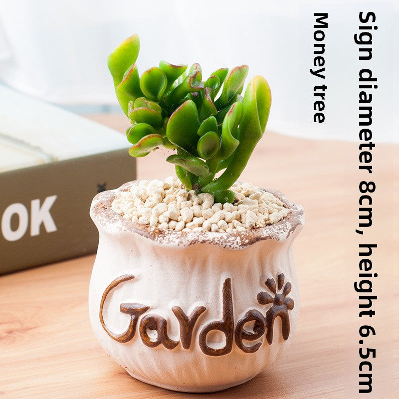 Succulent Potted Plants with Decorative Pots