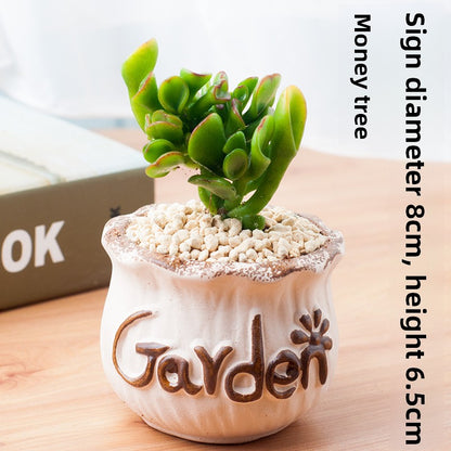 Succulent Potted Plants with Decorative Pots