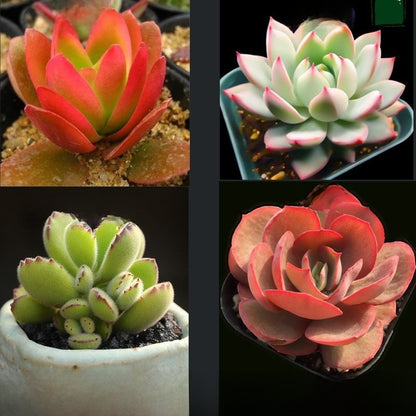 Jade Dew & Money String Succulent Collection