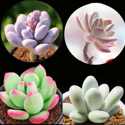 Jade Dew & Money String Succulent Collection