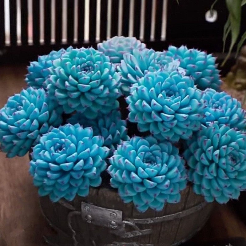 Blue Cluster Succulent Plant (Lan Jilian)