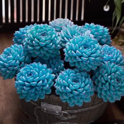 Blue Cluster Succulent Plant (Lan Jilian)