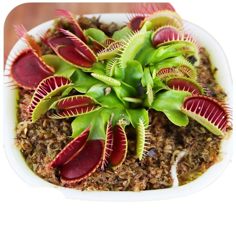 Carnivorous Potted Plants with Self Watering Basin