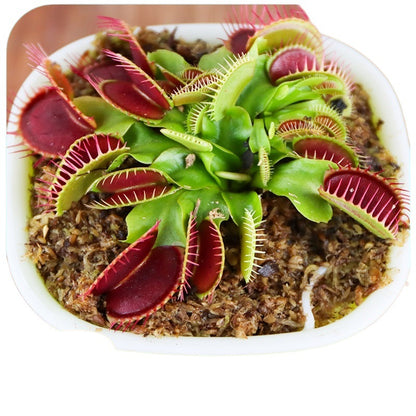 Carnivorous Potted Plants with Self Watering Basin