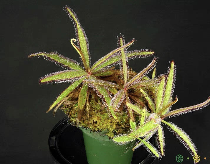 Carnivorous Plants Variety Collection