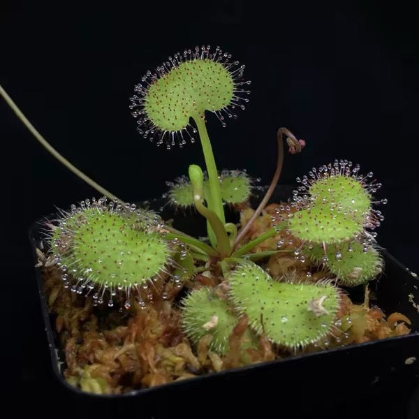Carnivorous Plants Variety Collection