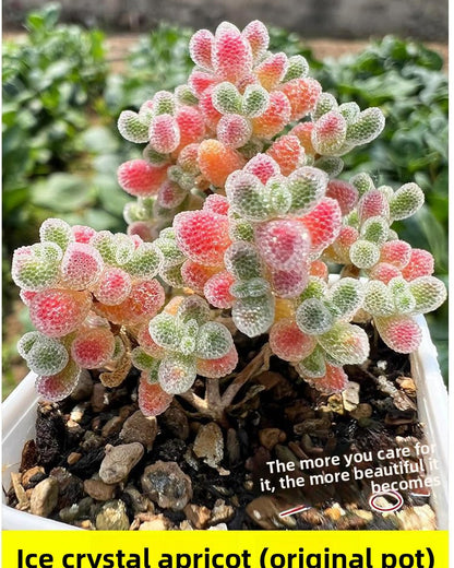 Ice crystal apricot succulent plant in a pot with decorative stones.