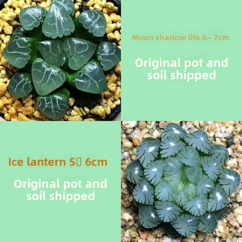 Succulent plants