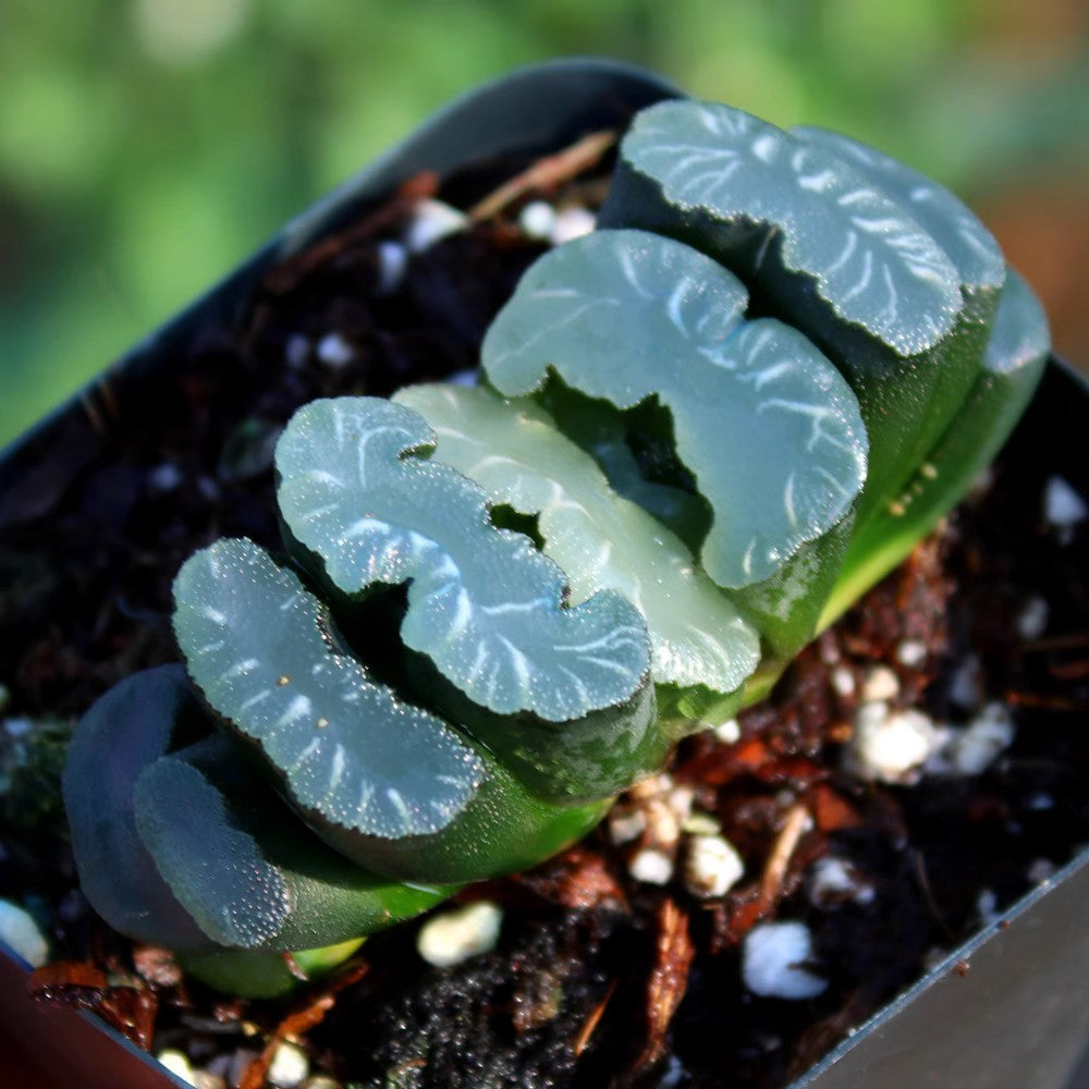 Jade Fan Succulent Plant Large Mother