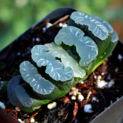 Jade Fan Succulent Plant Large Mother