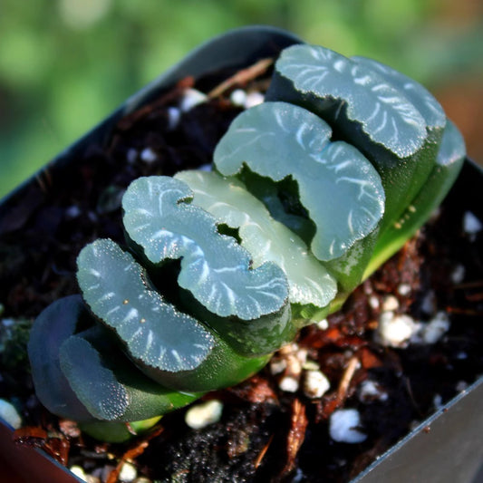 Jade Fan Succulent Plant Large Mother
