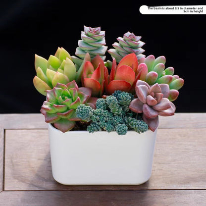 Succulent Plants with Pots Indoor Green Decor