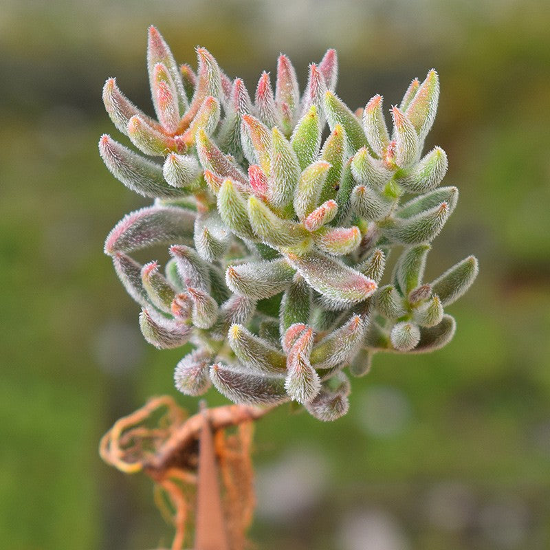 Succulent Plants with Pot and Soil