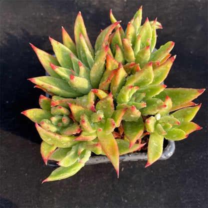 Succulent Potted Plants Set Indoor Decoration
