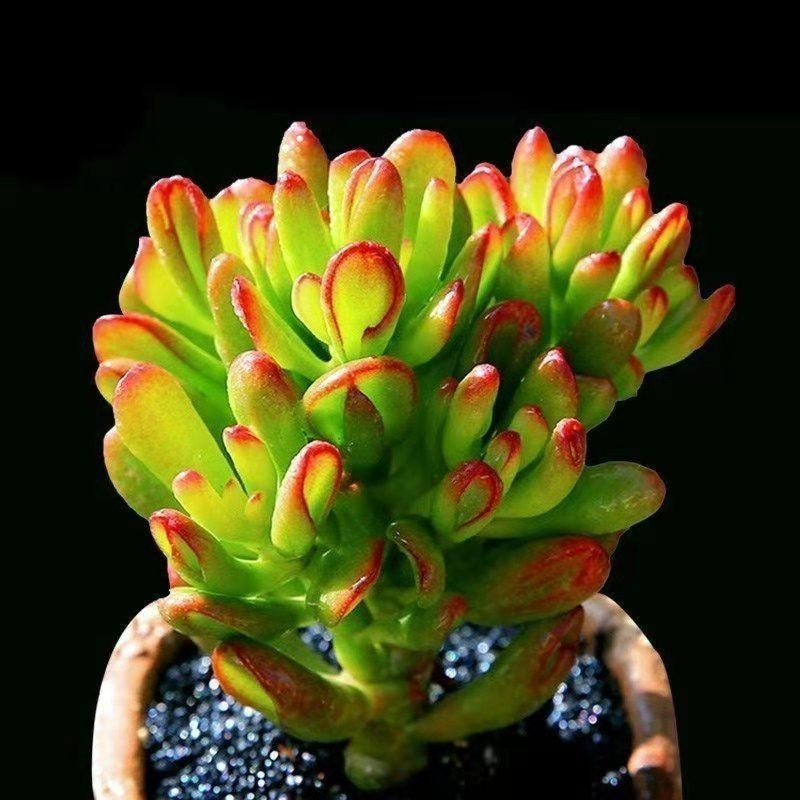 Succulent Potted Plants Set Indoor Decoration