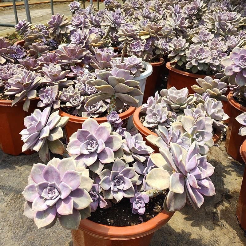 Purple Succulent Cluster Potted Plants for Balcony Decoration