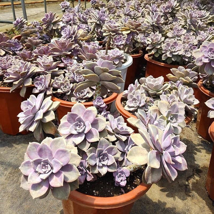 Purple Succulent Cluster Potted Plants for Balcony Decoration