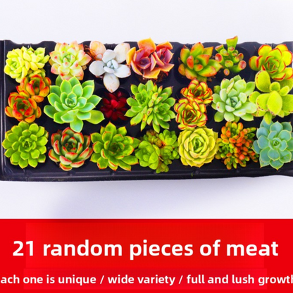 Succulent plants